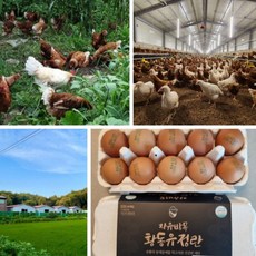 [난각번호 1번] 산지직송 자연방사 황동유정란 무항생제 청정지역, 유정란 20구, 20구