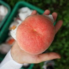 [노마진 초특가] 당도보장 딱딱이 백도 황도 엘버트 복숭아 랜덤과, 1개, 1kg (딱복)