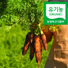 유기농 제주 햇당근 흙당근 구좌당근, 1개, 5kg(쥬스용)