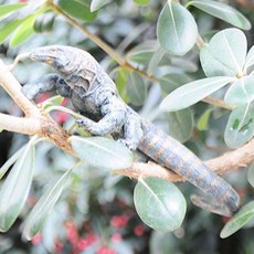 리보코모도왕도마뱀