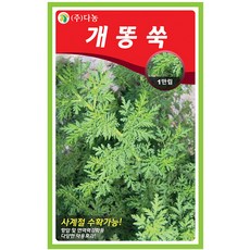 다농 참당귀 1g - 씨 씨앗 참당귀씨앗 참당귀씨 당귀 나물씨앗 민속채소 채소씨 채소씨앗 당귀씨 당귀씨앗, 14_다농_개똥쑥(1만립)