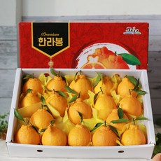 제주 한라봉 선물세트 3kg 5kg 고당도 산지직송 제철한라봉, 1개, 3KG대과(9~11과)