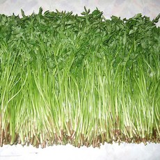 청도 친환경 무농약 한재 미나리 1kg 봄나물 당일수확, 1개
