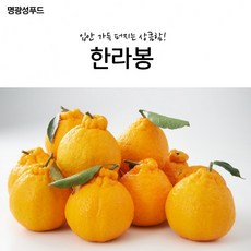 한라봉 명광성푸드 3kg 퍼지는 향긋함 입안 가득, 한라봉(3kg)