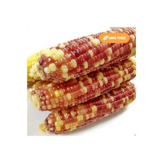 알록달록옥수수