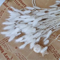 버니테일포푸리