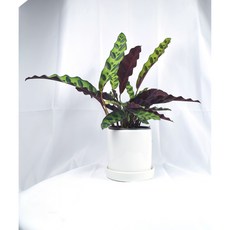 서비내 칼라데아 인시그니스 Calathea insignis 플랜테리어 공기정화식물, 1개