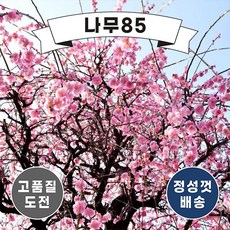 (나무85) 수양홍매화 수양백매화 접목1년, 2. 수양백매화 접목1년, 1개