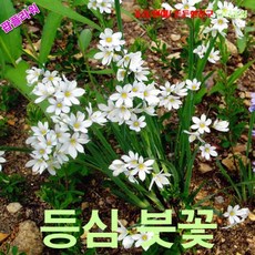 등심붓꽃