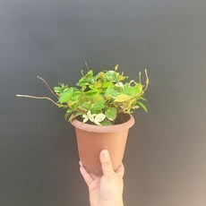 무늬백화등분재