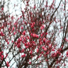 [숲속마녀]_설중매 묘목 (홍설매. 홍매화)+ots_sy__, *본상품!선택★*