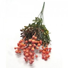 유칼립투스생화리스원데이