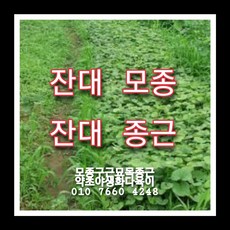 잔대종근 100주 잔대모종 잔대씨앗재배, 1개