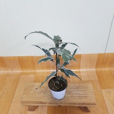 플로리다뷰티바리에가타