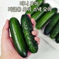 미니오이피클