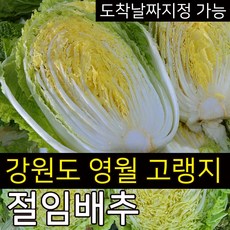 추천8 강원도김장배추