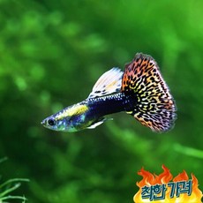 구피10마리 TOP01