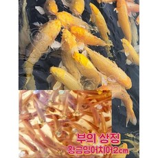 황금비단잉어치어10...