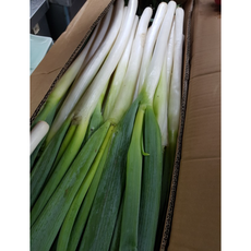 [특상-품질보장] 프리미엄 수입 손질 우승대파 업소용 식자재용 중국산 5kg 10kg [원산지:중국], 1박스