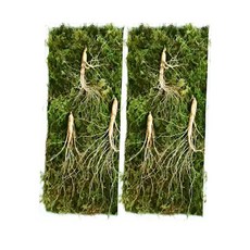 진짜배기 강원도 명품 황절삼 토종 산양삼