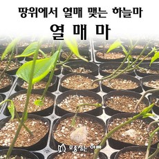 [모종심는아빠] 땅위에서 열매 맺는 하늘마 열매마