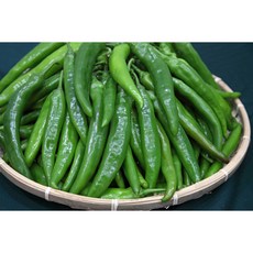 아삭아삭 국내산 오이고추 500g 1kg 10kg, 오이고추500g, 1개