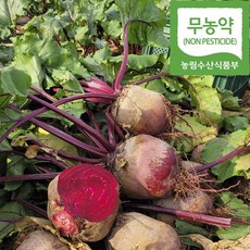 해남유기농비트