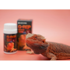 지렙본 주행성 파충류 칼슘제 80g 녹십자수의약품 G-REP BONE 거북이 도마뱀 칼슘, 1개