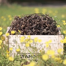 제주말린고사리