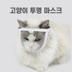 강아지넥카라투명