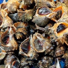 명창수산하프셀100미