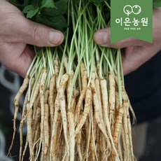 이은농원 새싹삼 못난이 가정용100 뿌리 ( 13 cm 좌우 ), 일반포장, 200개