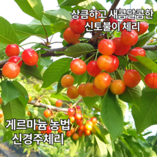 다다팜 새콤달콤 국내산 경주 생 체리 2kg 1kg