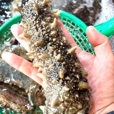국내산 남해안 해녀가 잡은 100%자연산 활 해삼 횟감용 조업 배송 산지직송, 1개, 500g