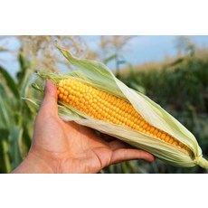 [한가득팜] 당도보장 손질 초당옥수수, 손질초당옥수수 두입 10입(9cm 이상)