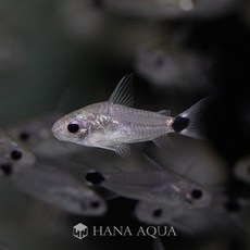 890a5d0aee85fb06f210d408aba88ce9ce2d7eb2a9fcc755845447136a5a.jpg
