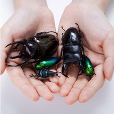 곤충사육통 바닥재 곤충매트 3L 장수풍뎅이바닥재 사슴벌레산란, 상세페이지 참조, 1개