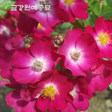 RC 로지카페트(찔레장미) 사계덩굴장미 줄장미묘목, 포트묘 H1.0~H1.2, 1개