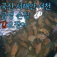 조가네갑오징어