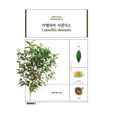 카멜리아시넨시스