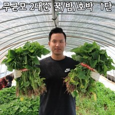 익산 고구마모종(종순) 1단(2kg내외) 꿀/밤/호박 무병묘2대순 지정일배송, 꿀고구마모종, 4월25일(일)출고-4월26일(월)수령