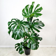 몬스테라키우기