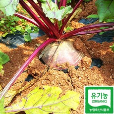 해남유기농비트