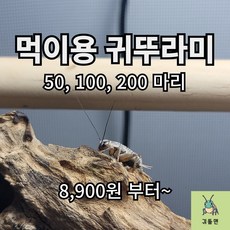 [귀뚤맨] 귀뚜라미 파충류 양서류 먹이용 쌍별귀뚜라미 극소 소 중 대 도마뱀먹이 30 50 100 200, 극소(~0.5cm)