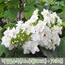 떡갈잎수국