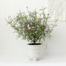 추천4보로니아