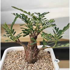 아프리카식물 세나 메리디오날리스 / 희귀다육이 인테리어식물 반려식물-