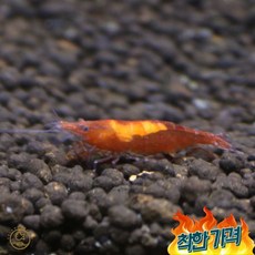 체리 새우 1마리 관상용, A급, A급
