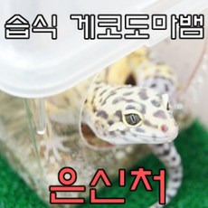 레오파드게코설명영어로