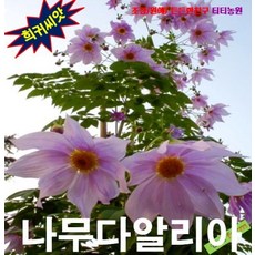 마샬리아